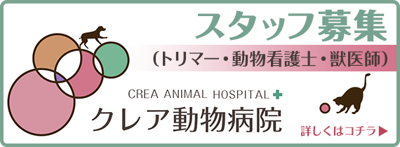 クレア動物病院　スタッフ募集（トリマー・動物看護士・獣医師）　詳しくはこちら